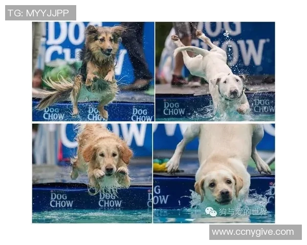 狗狗化身绿茵足球球星闪耀赛场展现萌力与运动激情